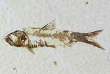 Fossil Fish Plate (Knightia eocaena) - Wyoming #94191-1